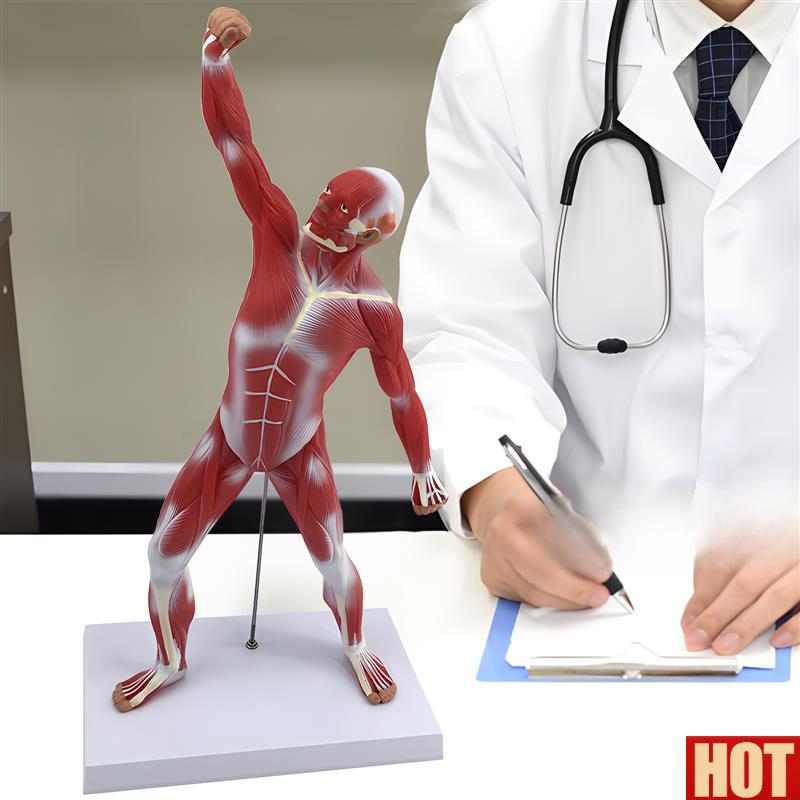 0CM肌肉人解剖 美术艺术模特医学彩色人体全身肌肉模型x 运动结构