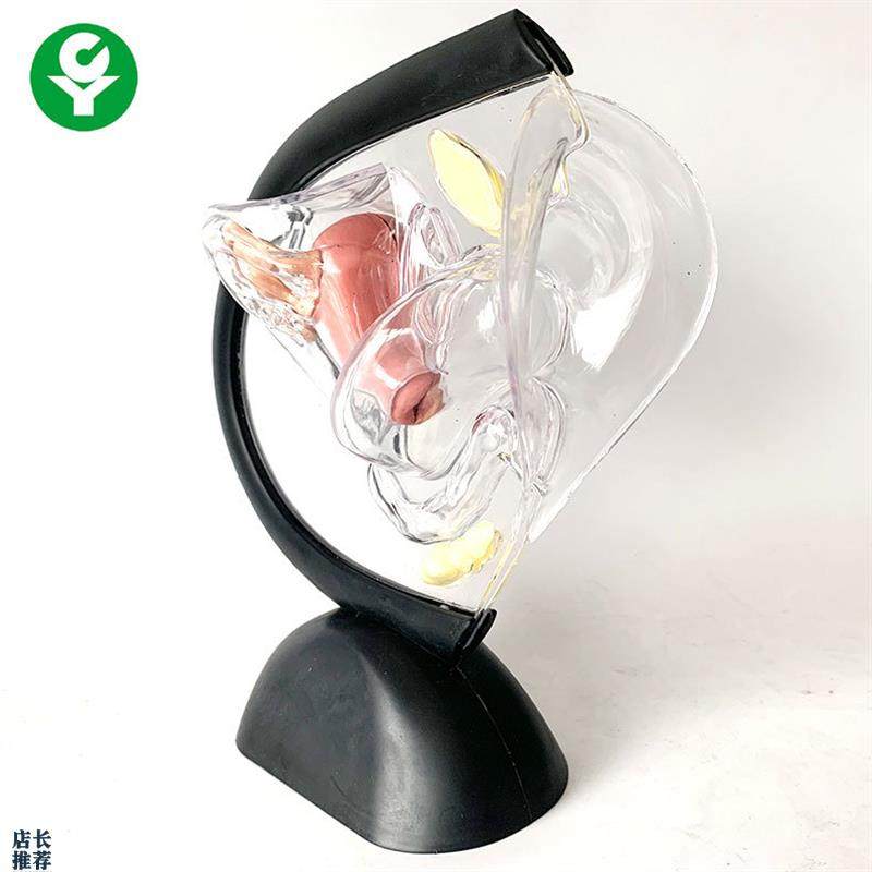 透明子宫模型计生教育用品展示A可视子宫构造子宫解剖透明生殖系