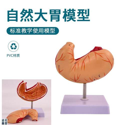 自然大胃模型仿真拆n卸2部件胃粘膜消化系统胃血管神经肌肉医生用