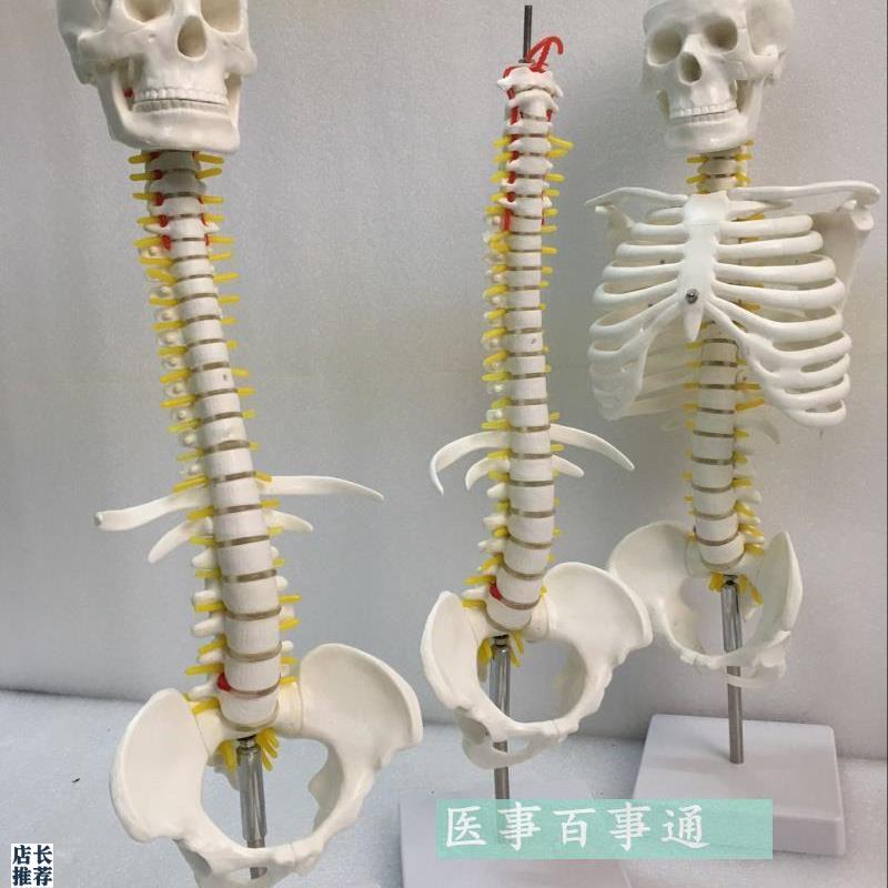 人体脊柱模具脊椎骨颈椎模型胸椎结构腰椎间盘关节W玩具骨头骨架