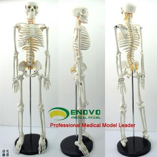 ENOVO颐g诺85CM人体骨骼脊神经模型医学用瑜伽健身教学习骨骼模
