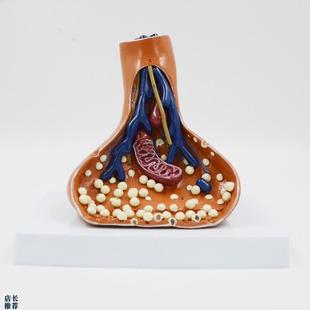 康泰模型突触放大神经传导线粒体神经元结构高中R生物教学实验器