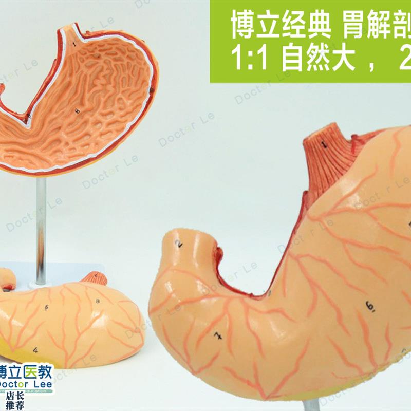 1:1人体胃解剖模型人体消w化解剖系统医学器官消化内科教学模型