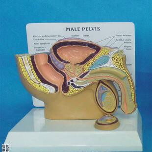 男性生殖a器腹腔解剖模型睾丸前列腺膀胱肠医学人体教学教仪