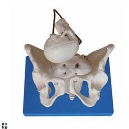 助产示教假e骨盆模型带有盆骨带胎儿头新生儿分娩演示教学骨骼标