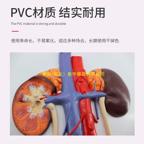人体泌尿系统模型 肾输尿管膀胱及尿道模型泌尿系.统浮雕模型