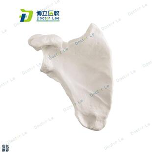 1:1肩c胛骨模型锁骨髋骨四肢骨模型人体散骨模型