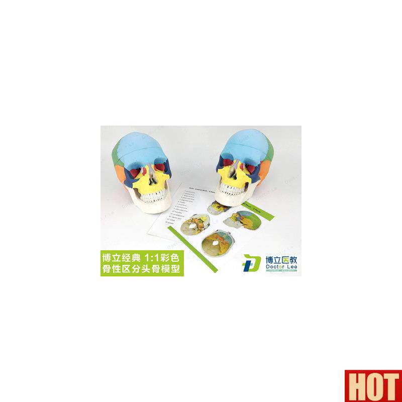用医用标准骷髅r 彩色 头颅骨标本模型 肌肉着色