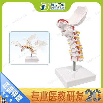 可弯曲颈椎模型颈椎带颈动脉后枕骨椎间盘与神经W模型骨架模型