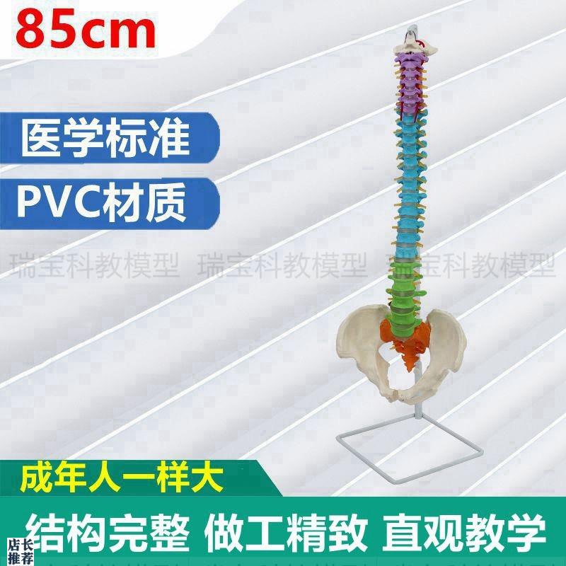 1:1脊椎模型医用脊柱自然弯曲z肌肉起止点彩色区分正骨中医专瑜伽