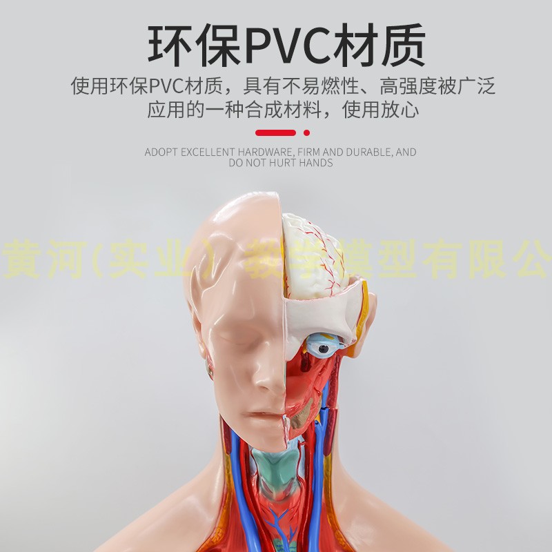 85CM人体f解剖模型器官可拆卸医学心脏内脏模型玩具躯干系统结构