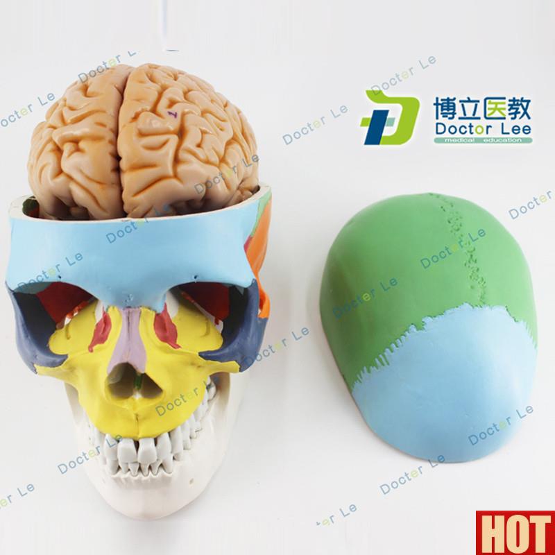 色人体骷髅头模型头G颅骨模型大脑模型头骨带脑模型医用可拆卸