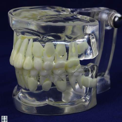 ENOVO颐诺全透明乳恒牙交y替模型儿童牙齿列发育指导刷牙模型