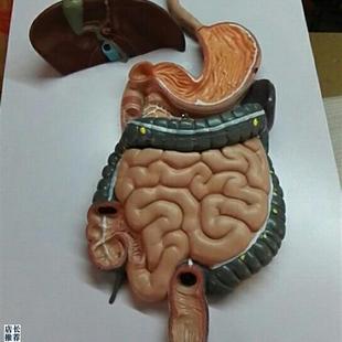 人体消化系统模k型人体内脏模型医用教学人体标本模型