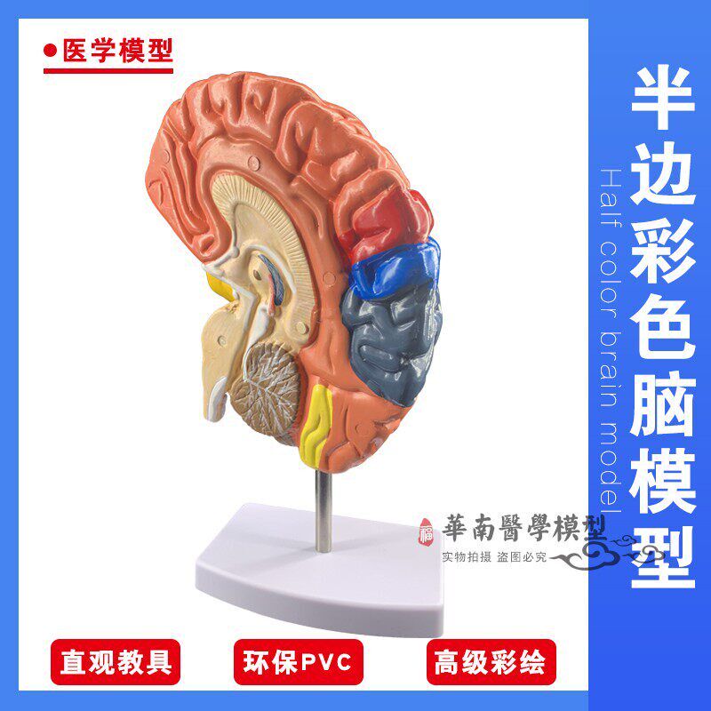 脑模型 脑功能区域m色分模型 人体大脑解剖模型人脑构造 脑结构