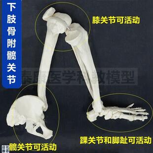 1比1腿骨模型可弯曲活动下肢膝关节髋骨脚踝足骨S头上肢肩关节长