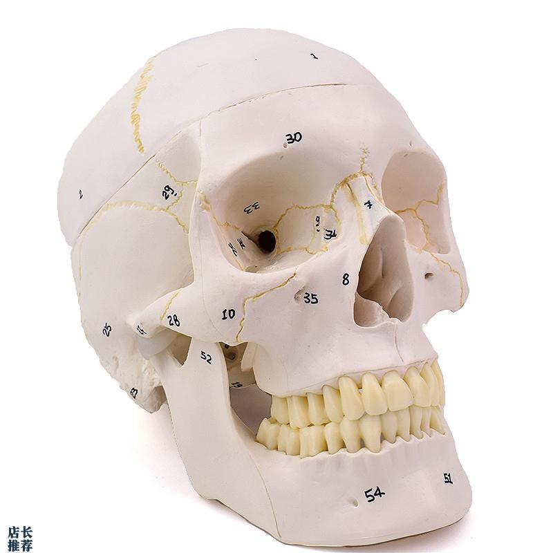 ENOVO颐诺1:1医学用仿真成人人体头骨模L型头颅骨模型口腔颅骨颌