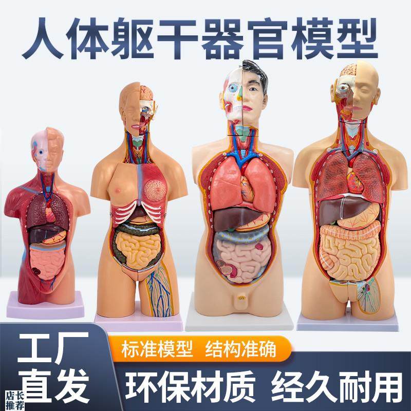 45CM医学内脏人体器官结构躯干解剖模型心脏R构造儿童可拆装教学
