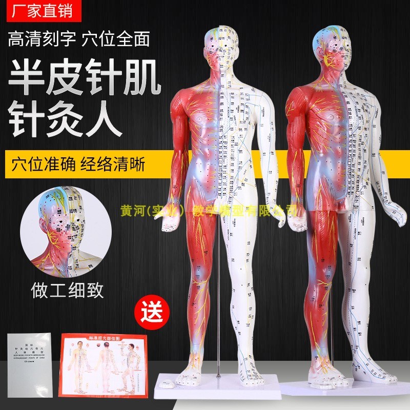 85Cm半皮半肌肉解剖人体v穴位模型经络按摩 男女针灸中医教学小人