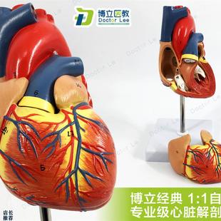 教学仿真b1:1人体心脏模型B超彩超声医学心内科自然大心脏解剖模