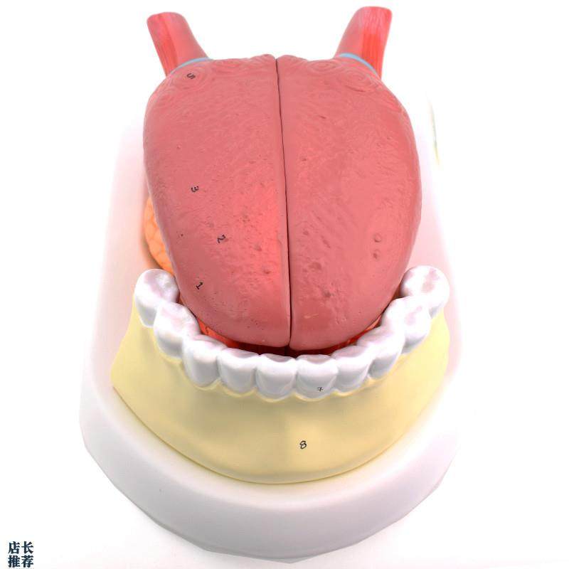 ENOVO颐诺舌附牙放大模型舌苔结构舌头解剖N舌象中医舌象教学舌质