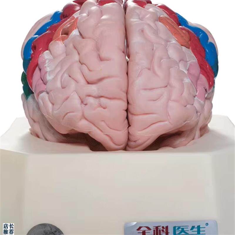 大脑皮质分区模型GD/AW18206