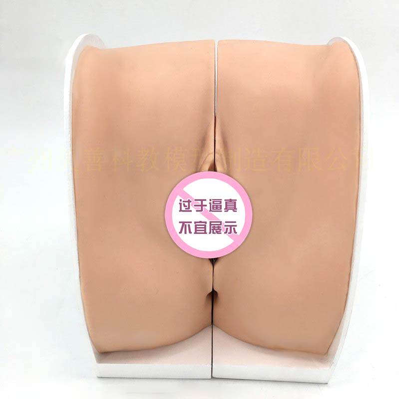 女性生殖器d模型宫颈子宫阴道卵巢妇科检查生殖私密教学1比1