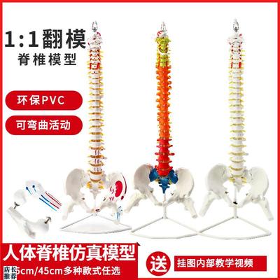 人体脊柱模型1:1成人正骨练习脊C椎模型颈椎腰椎骨骼模型骨架模型