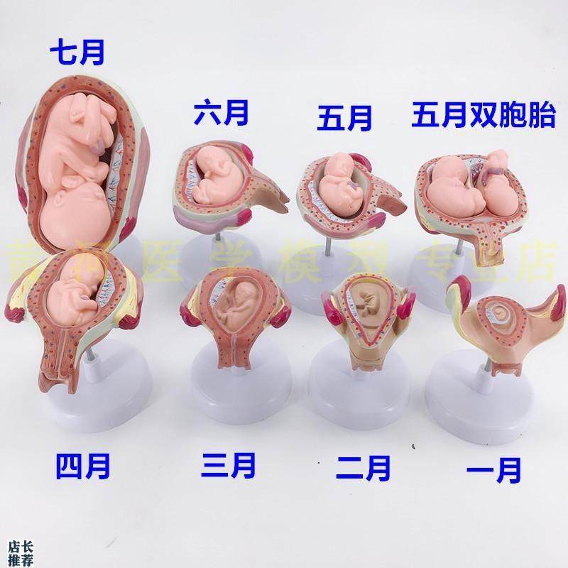 妊娠胚胎发育模型计划生育模型妊娠胚胎发育过程模型(Z8件/套)