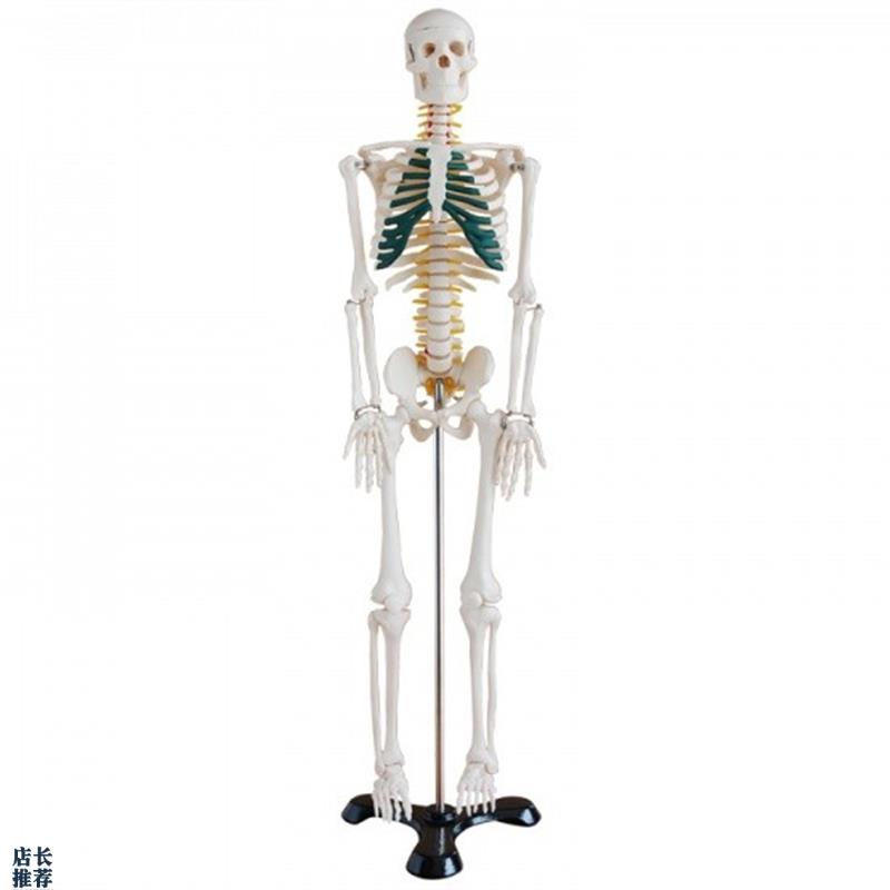 骨骼模型85CM人体全身骨骼模型带神经骨架结构R造展示教学模型骷