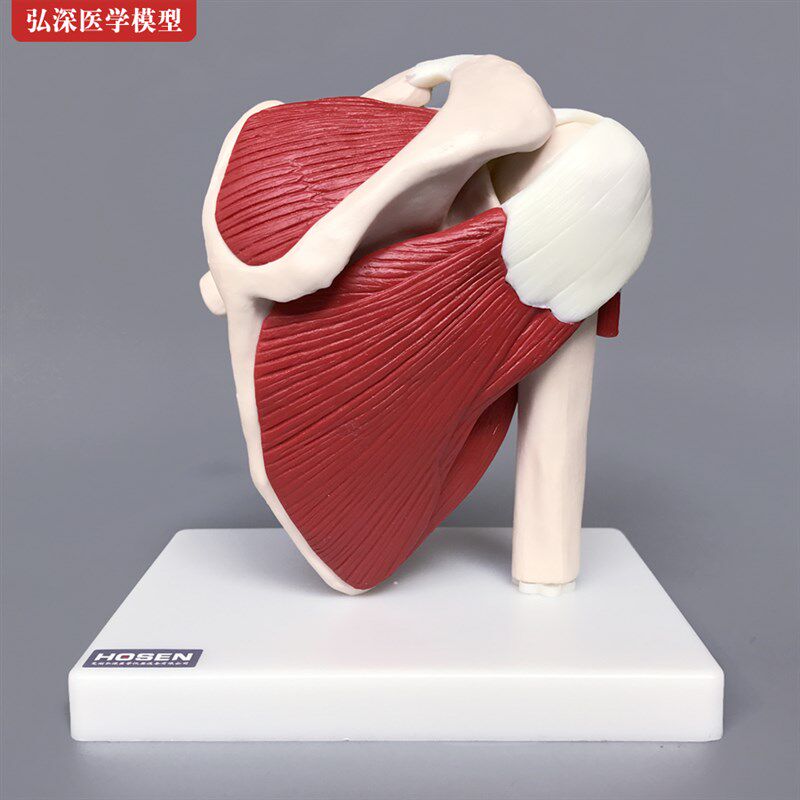 肩关节模型韧f带肌肉骨骼锁骨肱骨肩胛骨肩部人体医学教学教具玩