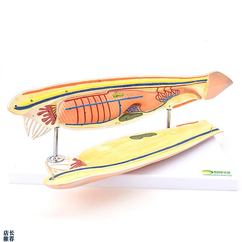 ENOVO颐诺文昌鱼模型蛞蝓鱼z脊索动物文昌鱼纲文昌鱼目脊索动物门