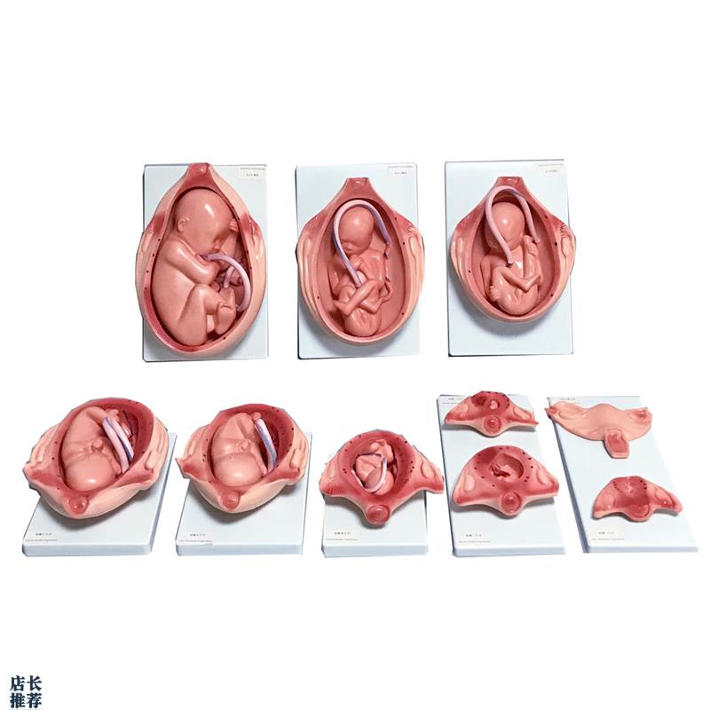 胎儿妊娠发育过程模型胎儿生长发育D整套模型妊娠怀孕十月分娩教