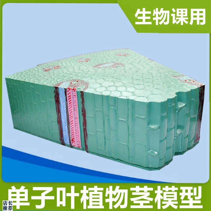 单子叶植b物茎模型双子叶植物叶子结构高中生物课器材教学仪器