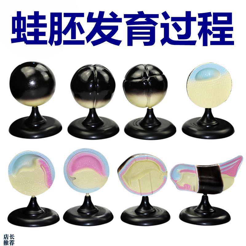 青蛙胚胎发育过程模型中学生物课用教具8件/套实W验器材动物妊娠