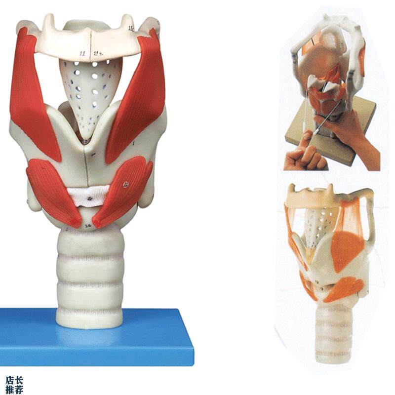 喉结构与功能放大模v型/解剖模型A13005