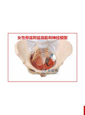 销 A151P06 女性骨盆附盆底肌和神经模型  共有50个部位指示标志