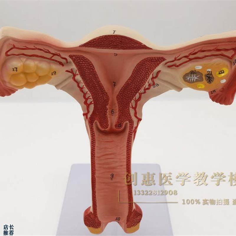 子宫解剖模型女性生殖p系统计生教育演示器材子宫模型厂家直销