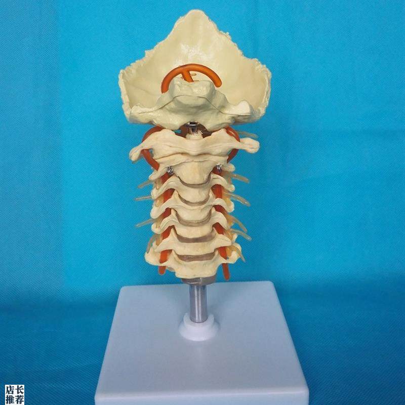 包邮1:1c人体颈椎带神经血管模型骨骼骨架教学医用讲解展示