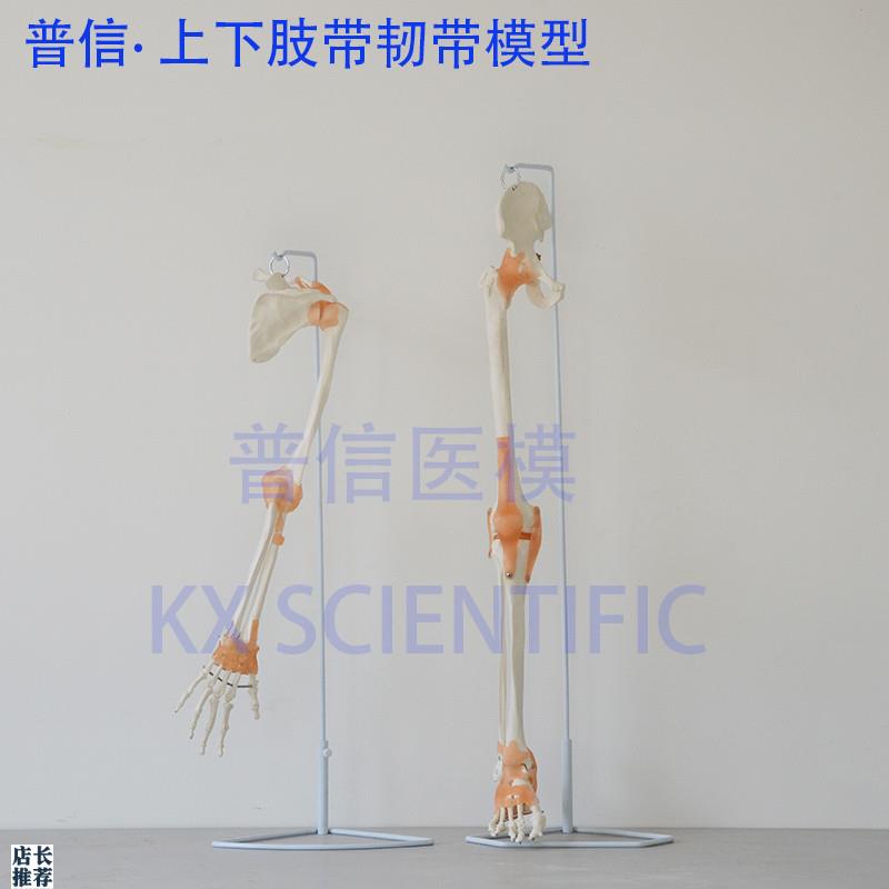 普信上肢骨下肢骨带韧带手脚踝关E节骨骼模型髋关节骨科推拿医用