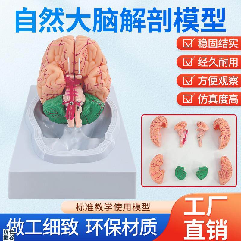医学人体大脑解剖脑功能分区皮层躯体运动结N构图教学模型拆卸颅