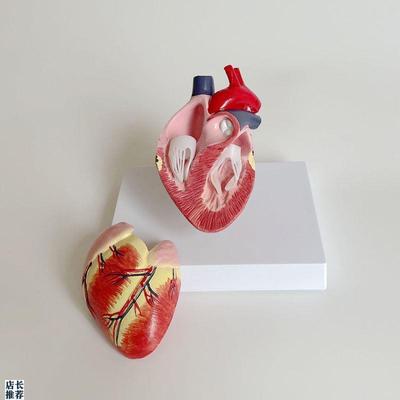 康泰教具犬心脏模型高仿真主动脉血管二尖K瓣心室狗心脏标本兽医