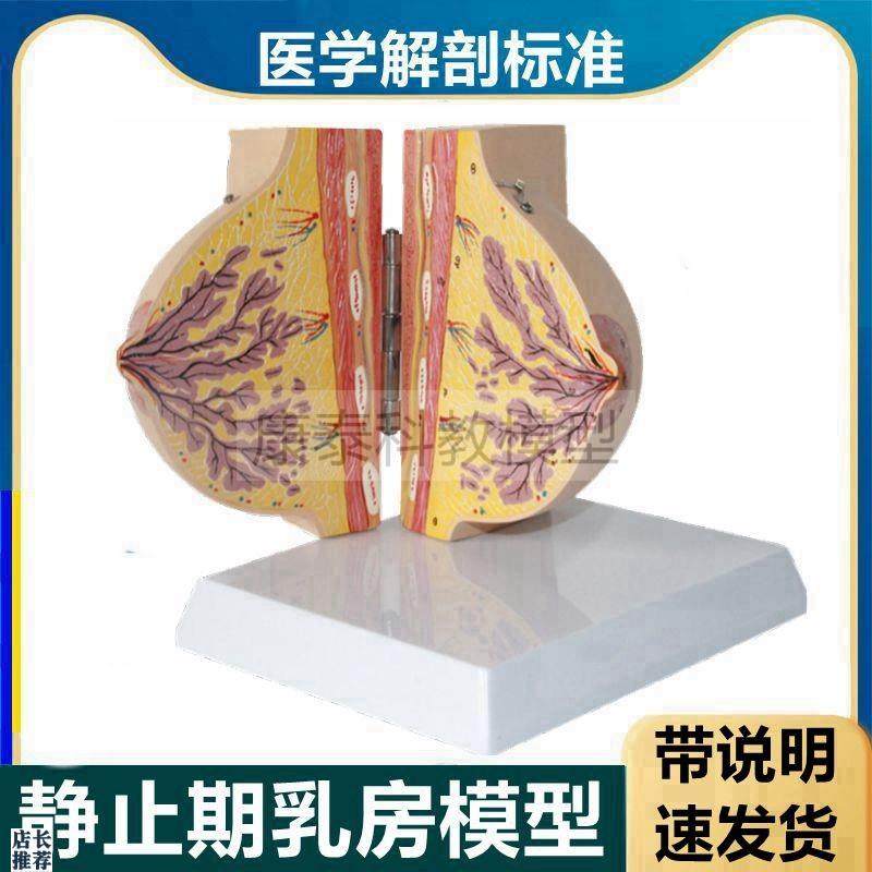 静止期乳房模型带标识未孕哺x乳期受孕后女性产康复月嫂培训催乳
