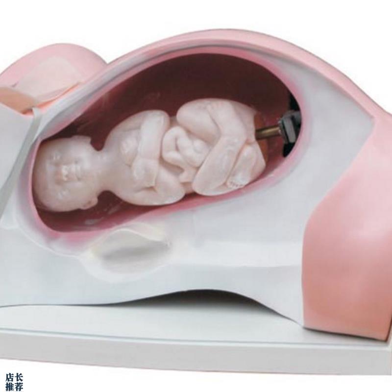 ENOVO颐诺分娩机转模型分女性分娩妇产科O教学用具分娩过程骨盆