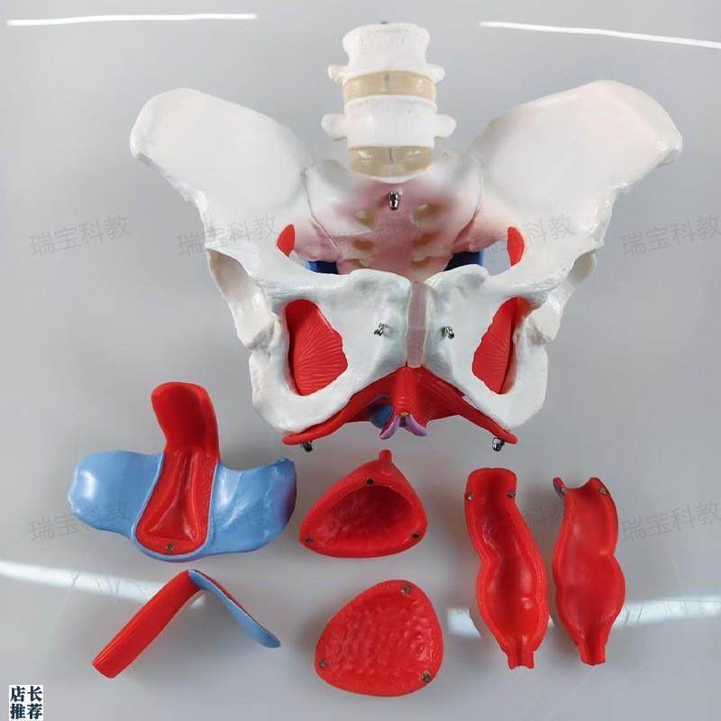 女骨盆模型盆f底肌筋膜生殖泌尿器官产康培训家政月嫂月子产后康