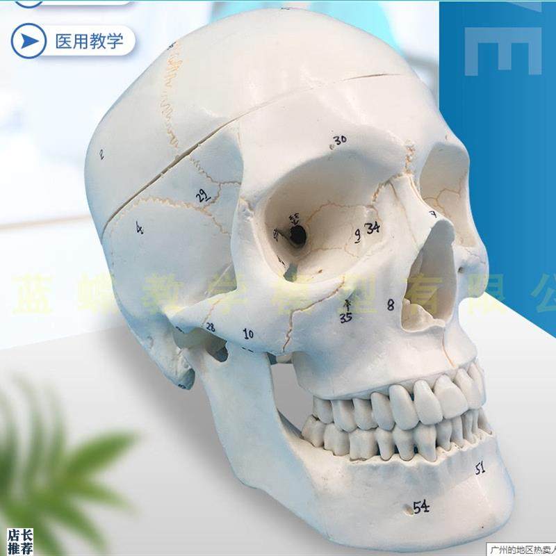 经典头颅模型3部分带数字标识头骨骨K骼模型医用头骨颅骨模型