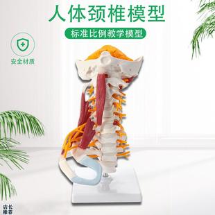 人体颈椎模型带肌肉神经脑干枕骨脊椎脊柱医学教学骨骼Z模型可拆