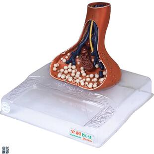 神经末梢突触放大模型A1H8002/解剖模型