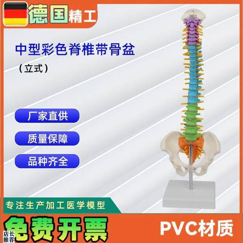 中型彩色脊椎f带骨盆立式45CM脊椎颈椎骨骼模型推拿骨科