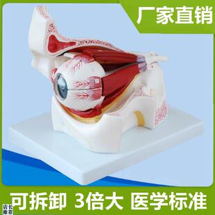 眼科模型眼睛解剖可拆卸眼部肌肉视神经视网膜角膜眼X科视力眼睛